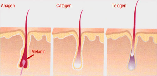 hair_growth_cycle